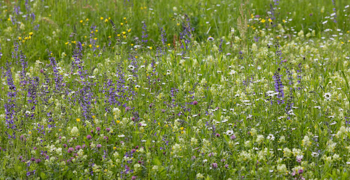 Eine biodiversitätsreiche Blumenwiese mit gelben und violetten Blüten © Matthias Sorg