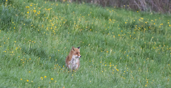 Rotfuchs auf einer Wiese © Pro Natura