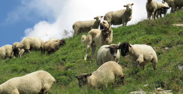 Ein Herdenschutzhund im Einsatz © Pro Natura