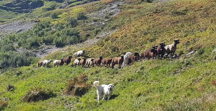 Herdenschutzhunde im Einsatz - eine neue Facette der Schweizer Alpwirtschaft. © Pro Natura