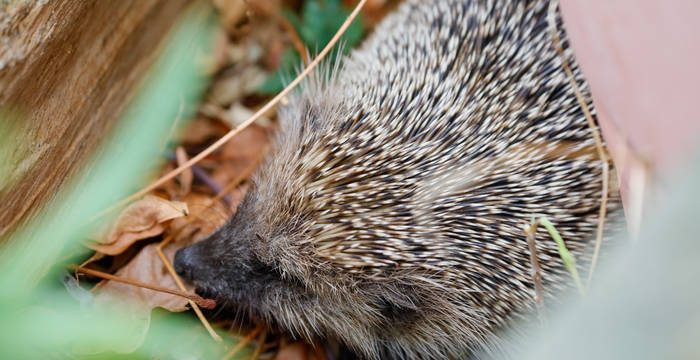 Eine potenziell bedrohte Art: Der Igel (Erinaceus spec.) in seinem natürlichen Lebensraum. © Matthias Sorg