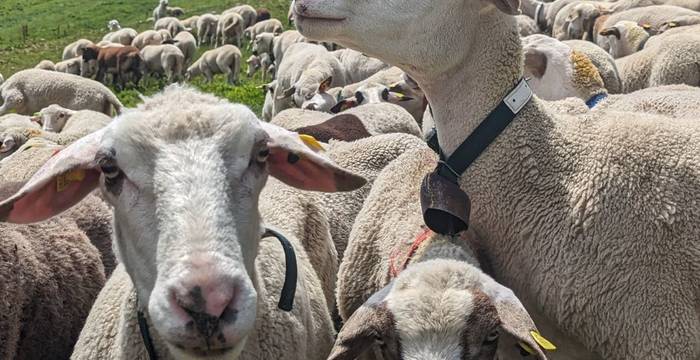 Schafe im Berggebiet © Pro Natura