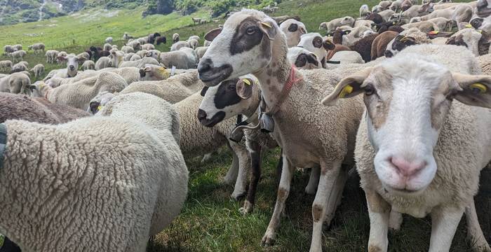Schafe im Berggebiet © Pro Natura