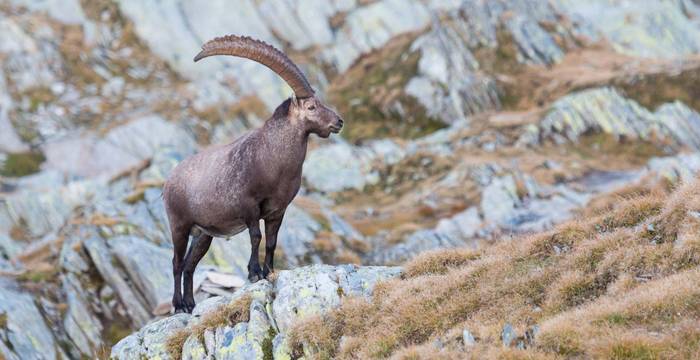 Ein Steinbock auf einem Felsen. © Claudio Büttler