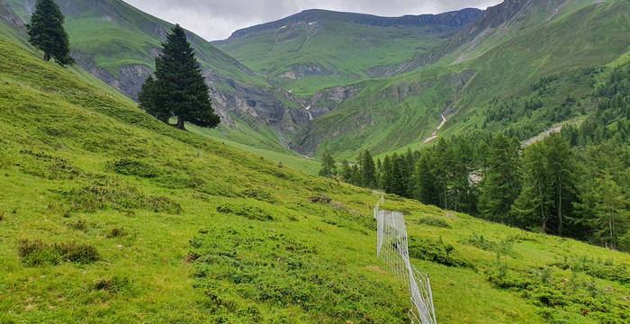 Weidenetz im Berggebiet. © Pasturs Voluntaris