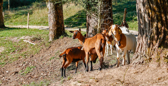 Der Zaunbau war die erste grosse Aufgabe.