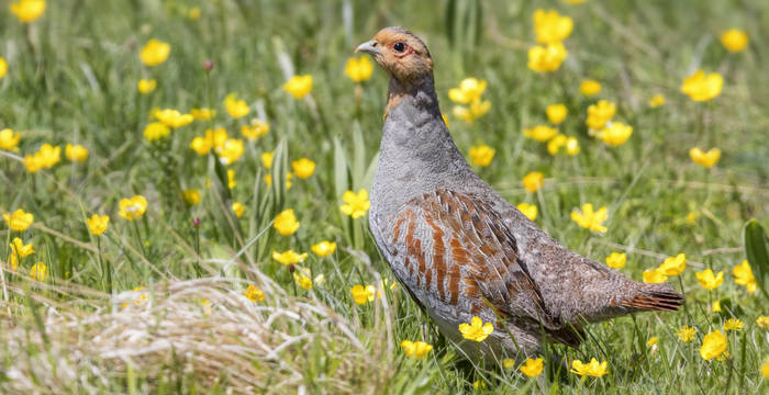 Es sehen wir nie wieder: das Rebhuhn ist in der Schweiz bereits ausgestorben. © Saverio Gatto