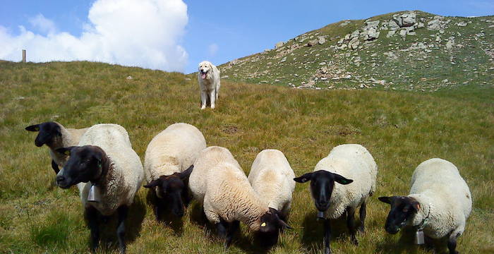 Herdenschutzhund im Einsatz. © Mirjam Ballmer / Pro Natura
