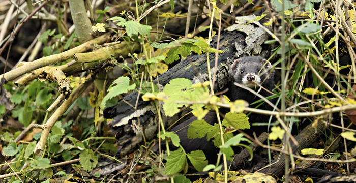 Der Iltis lässt sich ungern beobachten. Er macht lieber einen Umweg, als sich über eine deckungslose Fläche zu bewegen. Iltisse sind immer «irgendwo drin oder irgendwo drunter». © Stefan Huwiler