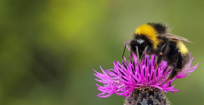 Titelbild Biodiversitätskampagne