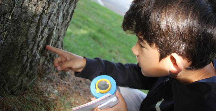 Animation Erstaunliche Insekten