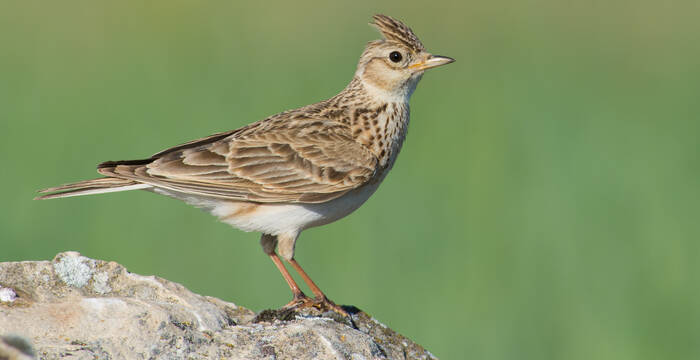 Feldlerche