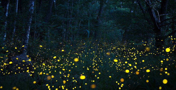 Glühwürmchen im Wald