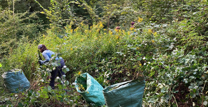 Mensch reisst Goldruten in einem Pro Natura Schutzgebiet aus.