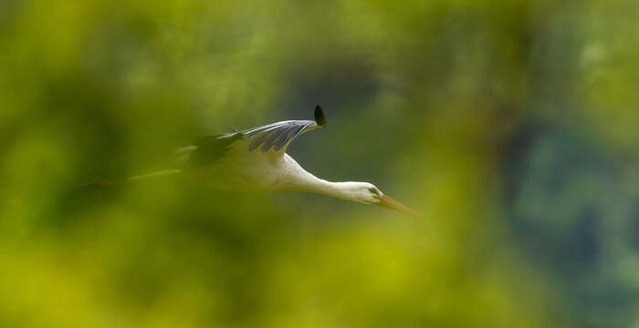 Weissstorch. Foto: Peter Grütter