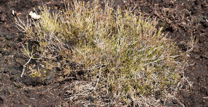 Un coup de pelle mécanique peut défaire en quelques minutes ce qu’une dynamique naturelle a mis des milliers d’années à accumuler.  