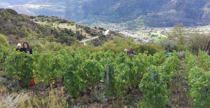 Rebberg in Leuk (VS)