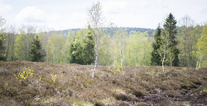 Depuis le 19e siècle, 90% des zones marécageuses de Suisse ont disparu. Les revitaliser demande de grands efforts et des moyens importants. 