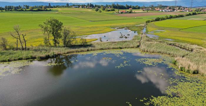Bedrohte Paradiese: Feuchtgebiete sind die am stärksten bedrohten Lebensräume in der Schweiz. © Timon Bucher, Urbanum AG 