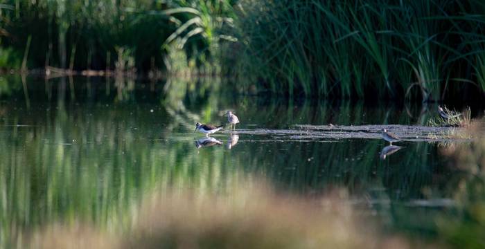 Neuer Lebensraum: Das neue Naturschutzgebiet bietet vielen gefährdete Tier- und Pflanzenarten ein neues Zuhause. © Timon Bucher, Urbanum AG 