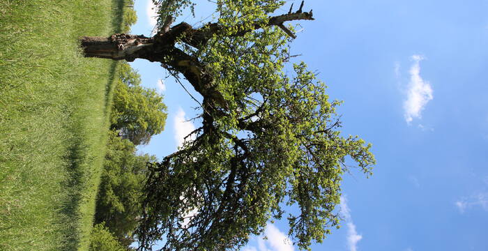 Alter Hochstammobstbaum