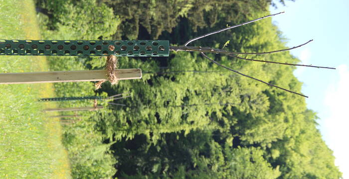 Hochstammobstbäume Bergmatte