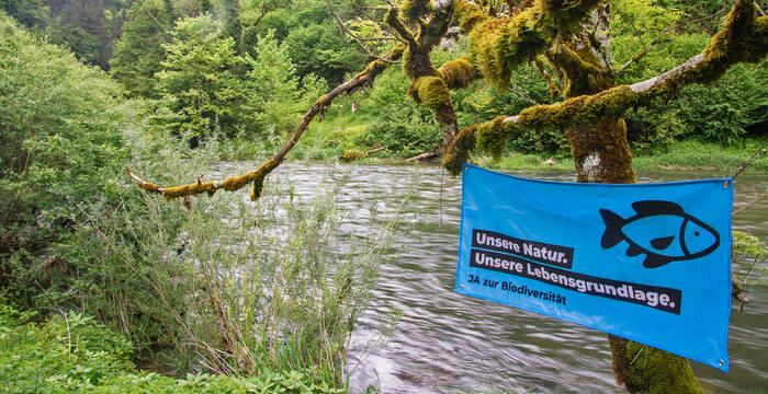 Kampagnenfahne hängt am Doubs in einem Baum.