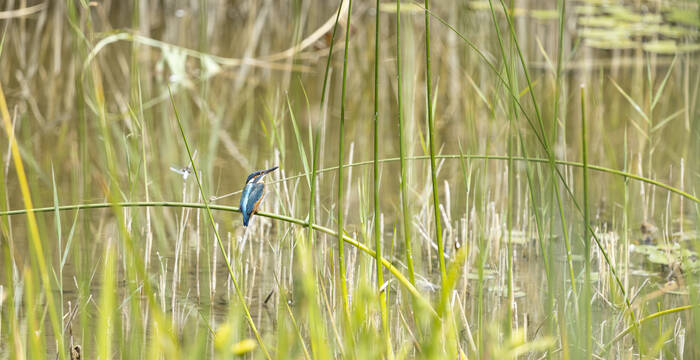 Eisvogel