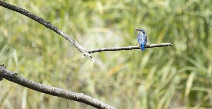 Eisvogel sitzt auf Ast