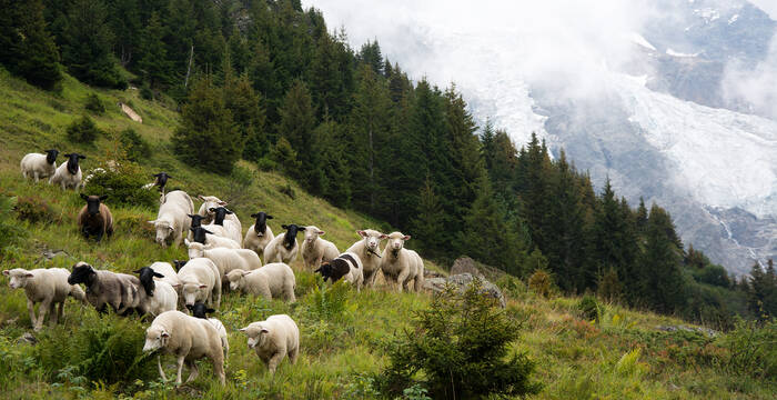 Schafherde im Lauterbrunnental