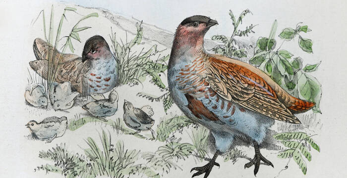 Illustration eines Rebhuhns