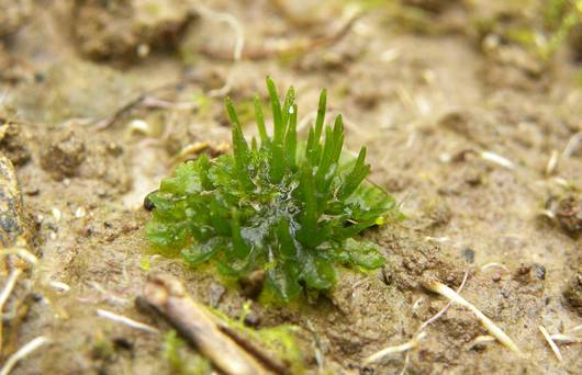 Einhäusiges Braunhornmoos