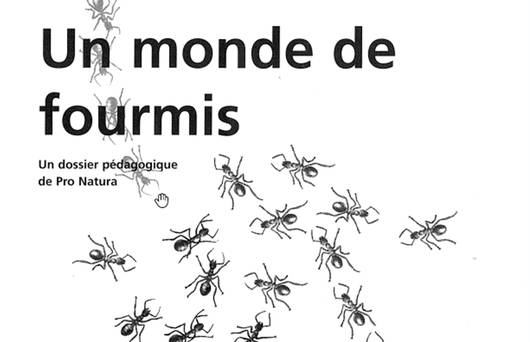 Dossier pédagogique «Un monde de fourmis»