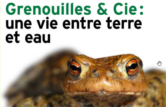 Dossier pédagogique «Grenouilles & Cie.»
