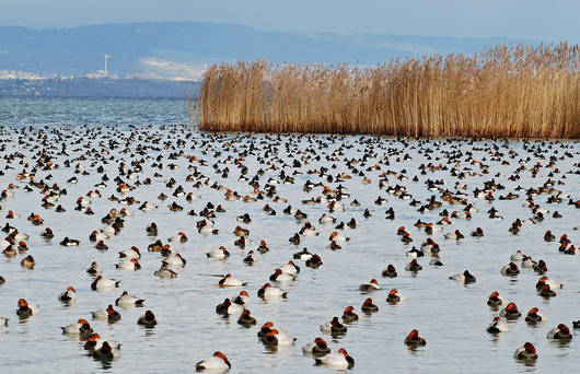 Entenschwarm vor dem Schilf