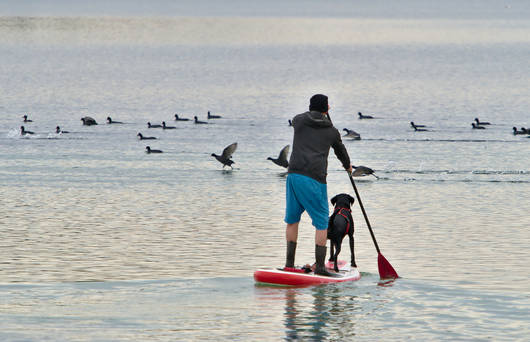 Mann steht mit Hund auf einem Board und beobachtet ruhig die Vögel aus Distanz