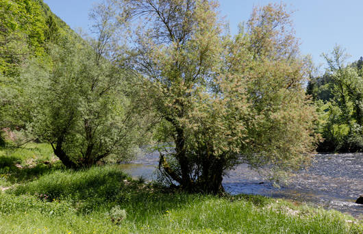 Der Fluss Doubs fliesst ruhig zwischen Le Noirmont und St.Ursanne. An den Ufer wachsen 2 grosse Bäume.