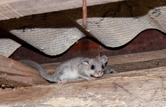 Siebenschläfer in Scheune