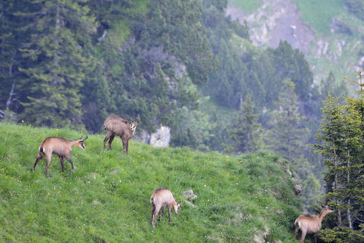 Gämsen am Rophaien UR