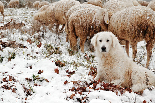 Herdenschutzhund sitzt bei Schafherde