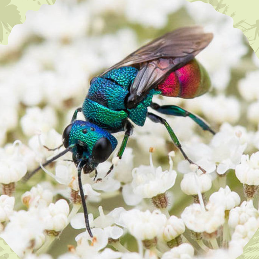 Ordnung der Hautflügler, Art: Pseudomalus auratus