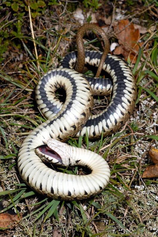 Eine Ringelnatter stellt sich tot.