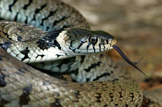 Züngeln dient der geruchlichen Wahrnehmung.