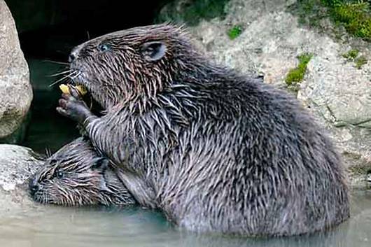 Der Biber soll wieder heimisch werden in der Schweiz