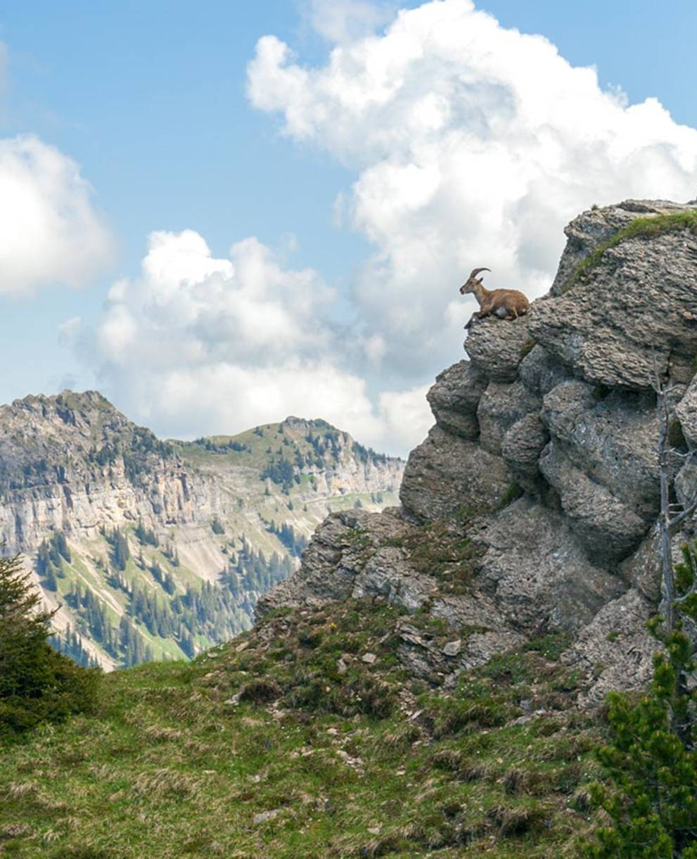 Lo stambecco, emblema di Pro Natura, non è particolarmente timido ed è facile osservarlo in natura.