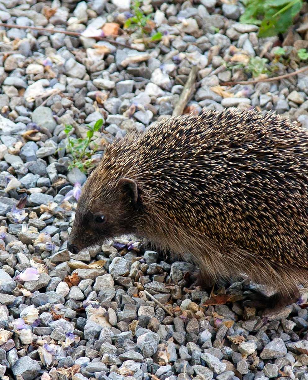 Igel auf Steinen