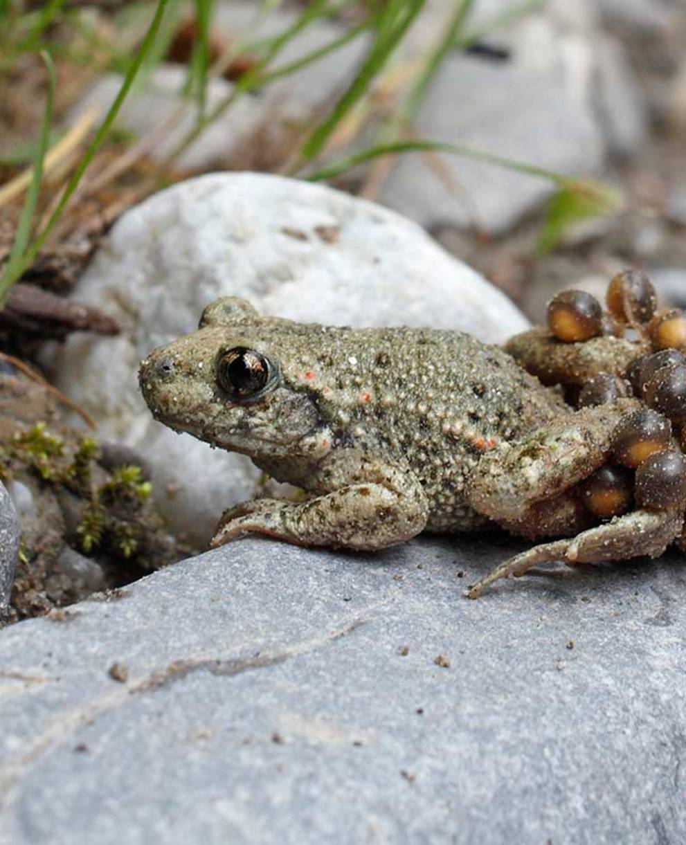 Il rospo ostetrico è l’animale dell’anno 2013
