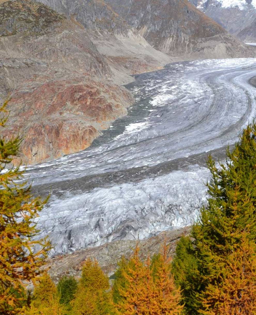 Aletschwald und Aletschgletscher