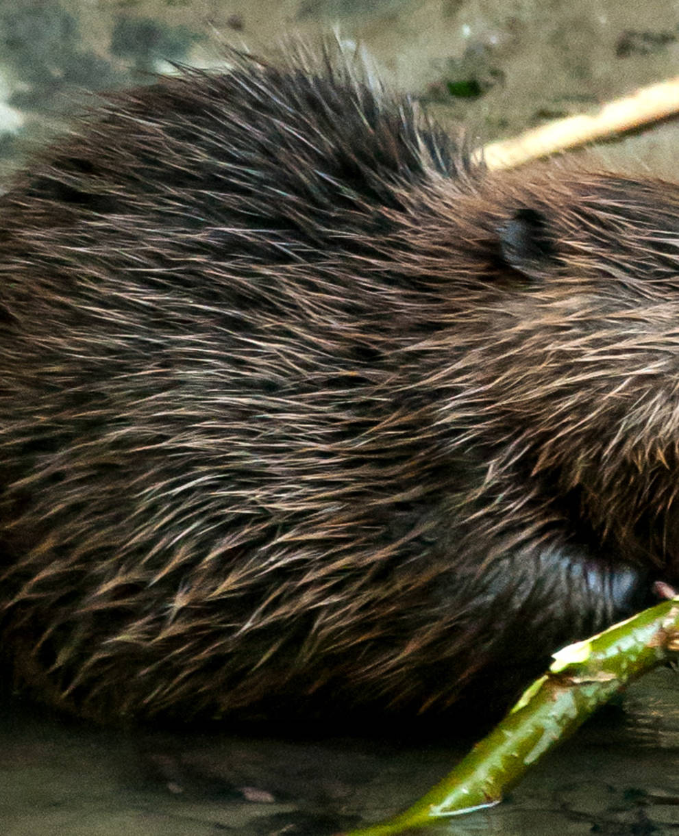 Jungbiber beim Fressen