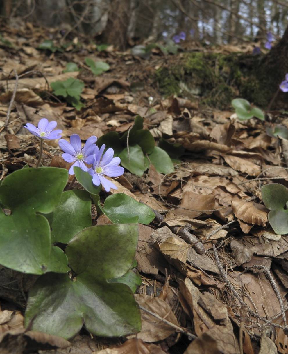 Blühendes Leberblümchen